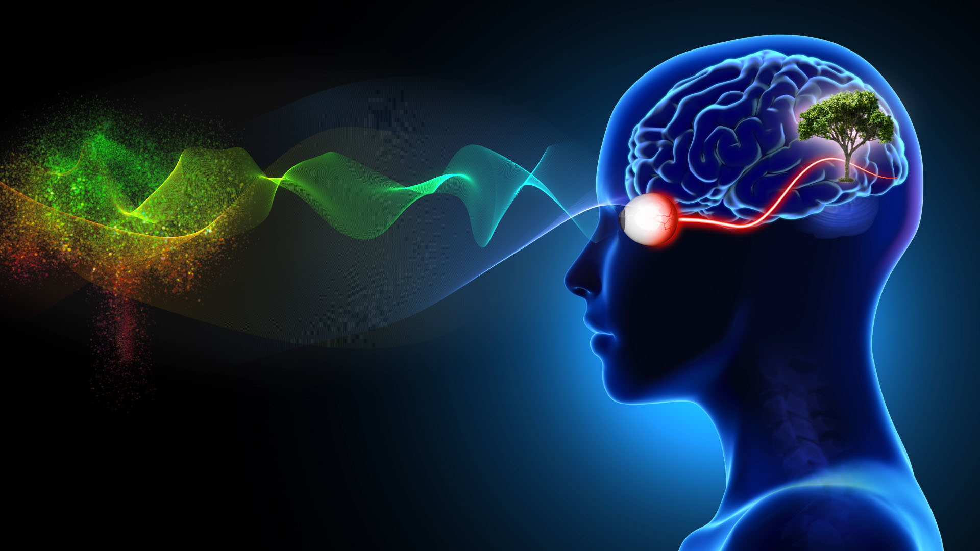 A digital illustration of a human head in profile shows colorful waves entering the eye, with light traveling to the brain, where a tree image appears, representing vision and the brain's interpretation of visual information.
